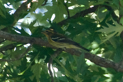 Setophaga fusca