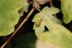 Psyllobora vigintiduopunctata