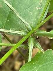 Hylodesmum glutinosum