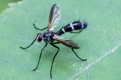 Cordyligaster septentrionalis photo 4