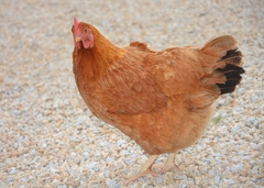 Gallus gallus domesticus