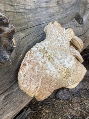 Neolentinus ponderosus