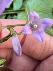 Campanula rapunculoides