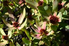 Leucadendron tinctum