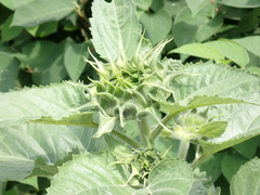 Helianthus annuus