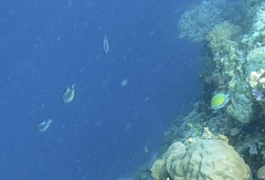 Amblyglyphidodon leucogaster