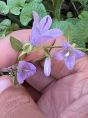 Campanula rapunculoides