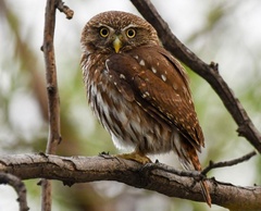Glaucidium brasilianum