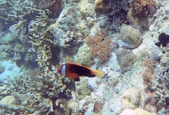 Amphiprion melanopus