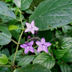 Pseuderanthemum praecox