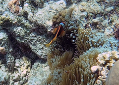 Amphiprion melanopus