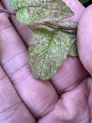 Campanula rapunculoides
