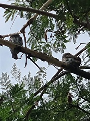 Glaucidium brasilianum