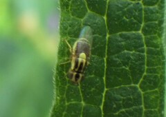 Thaumatomyia