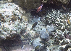 Cantherhines pardalis