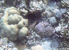 Cantherhines pardalis