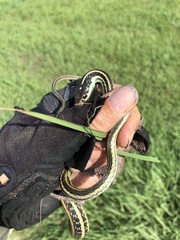 Thamnophis proximus