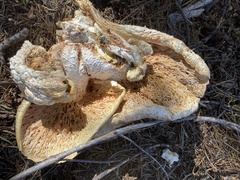 Neolentinus ponderosus