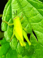 Abracris flavolineata