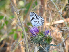 Melanargia lachesis