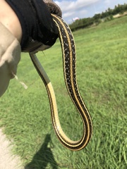 Thamnophis proximus
