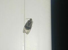 Apotomis betuletana