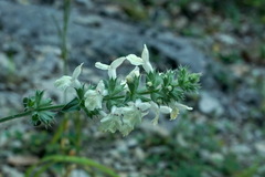 Stachys atherocalyx