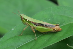 Spathosternum prasiniferum