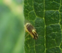 Thaumatomyia