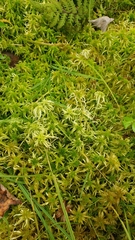 Sphagnum