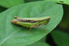 Spathosternum prasiniferum