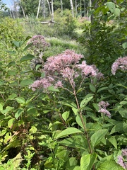 Eutrochium maculatum