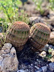 Echinocereus pectinatus pectinatus