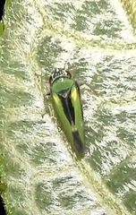 Cicadellidae
