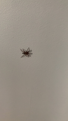 Scotophaeus blackwalli