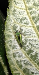 Cicadellidae