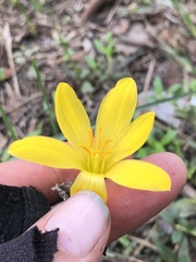 Zephyranthes citrina