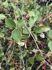 Aronia melanocarpa