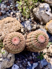 Echinocereus pectinatus pectinatus