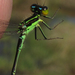 Pinhey's Bluet - Photo (c) Robert Taylor, some rights reserved (CC BY), uploaded by Robert Taylor