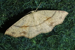 Cyclophora punctaria