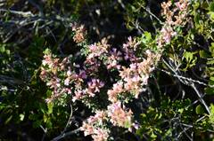 Indigofera brachystachya