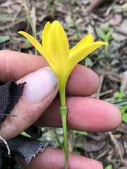 Zephyranthes citrina