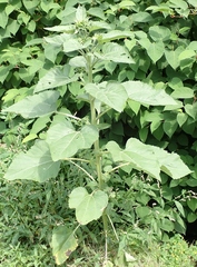 Helianthus annuus