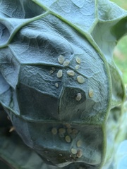 Aleyrodes proletella