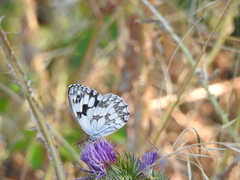 Melanargia lachesis