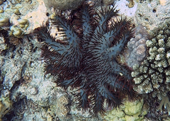 Acanthaster