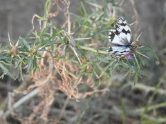 Melanargia lachesis