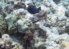 Dascyllus trimaculatus