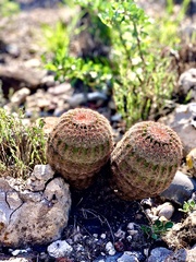 Echinocereus pectinatus pectinatus